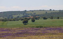 PRIMAVERA EN PICON