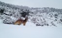 NIEVE 2.012