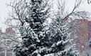 Snow