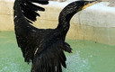 CORMORAN