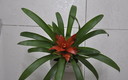 Flor sin nombre