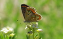 Mariposa en la sierra