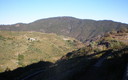 juncalillo
