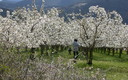cerezos en flor