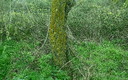 añoranza...en verde (f)