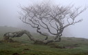 Paseando en Primavera con Niebla (Mendilaz)