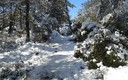 Nieve