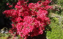 Azalea