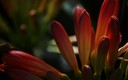 Naturaleza en flor