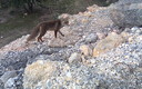 el zorro en libertad