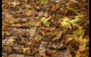 Otoño