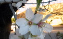 febrer florit