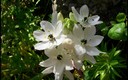 ornithogalum  o estrella de belen