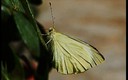 Mariposa