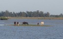 La marisma en Doñana