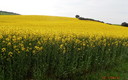 CAMPOS DE COLZA-VISTA PICO OCEJON Y MUELA DE ALARILLA (GUADALAJARA)