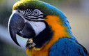DE COLORES