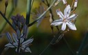 Flores silvestres