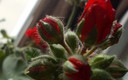 Las flores en casa