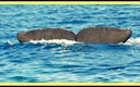 En el mundo submarino