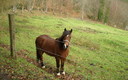 Caleyo Allande