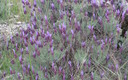 buena primavera en terrinches gracias a las llubias