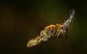 MOSCA 