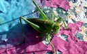 SALTAMONTES II