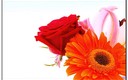 COLORES Y FLORES.