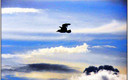 Libre