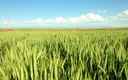 campos de triticale