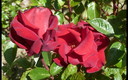 ...........LLEGARON  LAS  ROSAS.