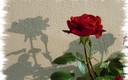 ROJA SOMBRA