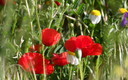 Para gustos ... los colores y las flores 1ª parte