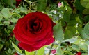 ROSAS ROJAS DE PRIMAVERA