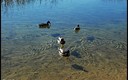 Cielos azules con nubes, patos y algunas flores en Ruidera (1ª parte)