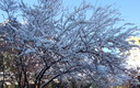 Árbol nevado