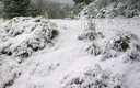 nevada 2012