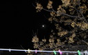 Higueruela. Luna llena entre melias.....