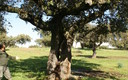 Encina casa
