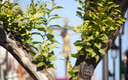 cristo de la vera-cruz