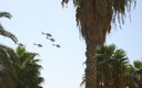 PATRULLA ASPA