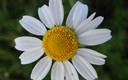 Primavera: la discreta belleza de lo incultivado.