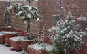arboles de navidad en marzo