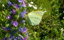 Mariposa y ¿Puede ser una Orquidea?