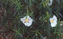 Campos de Retuerta