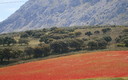 campo de amapolas