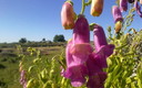 Desde el gran jardín
