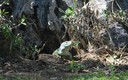 Lagarto largarto