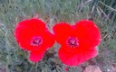 Amapolas de Laura